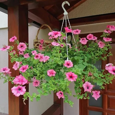 老城公寓 塞拉耶佛