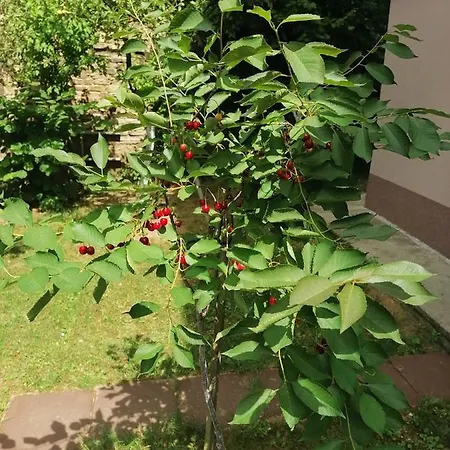 Old Town Appartement *